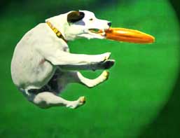 Active dog