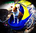 Trailer bicycle dog carrier
