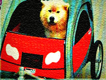 Husky in trailer bicycle dog carrier