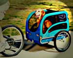 golden-retriever-in-bicycle-dog-trailer