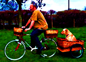 man and labrador-in-bicycle-dog-trailer