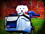 puppy-in-bicycle-dog-carrier