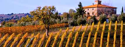 tuscany vineyard