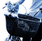 wicker-bicycle-dog-carrier